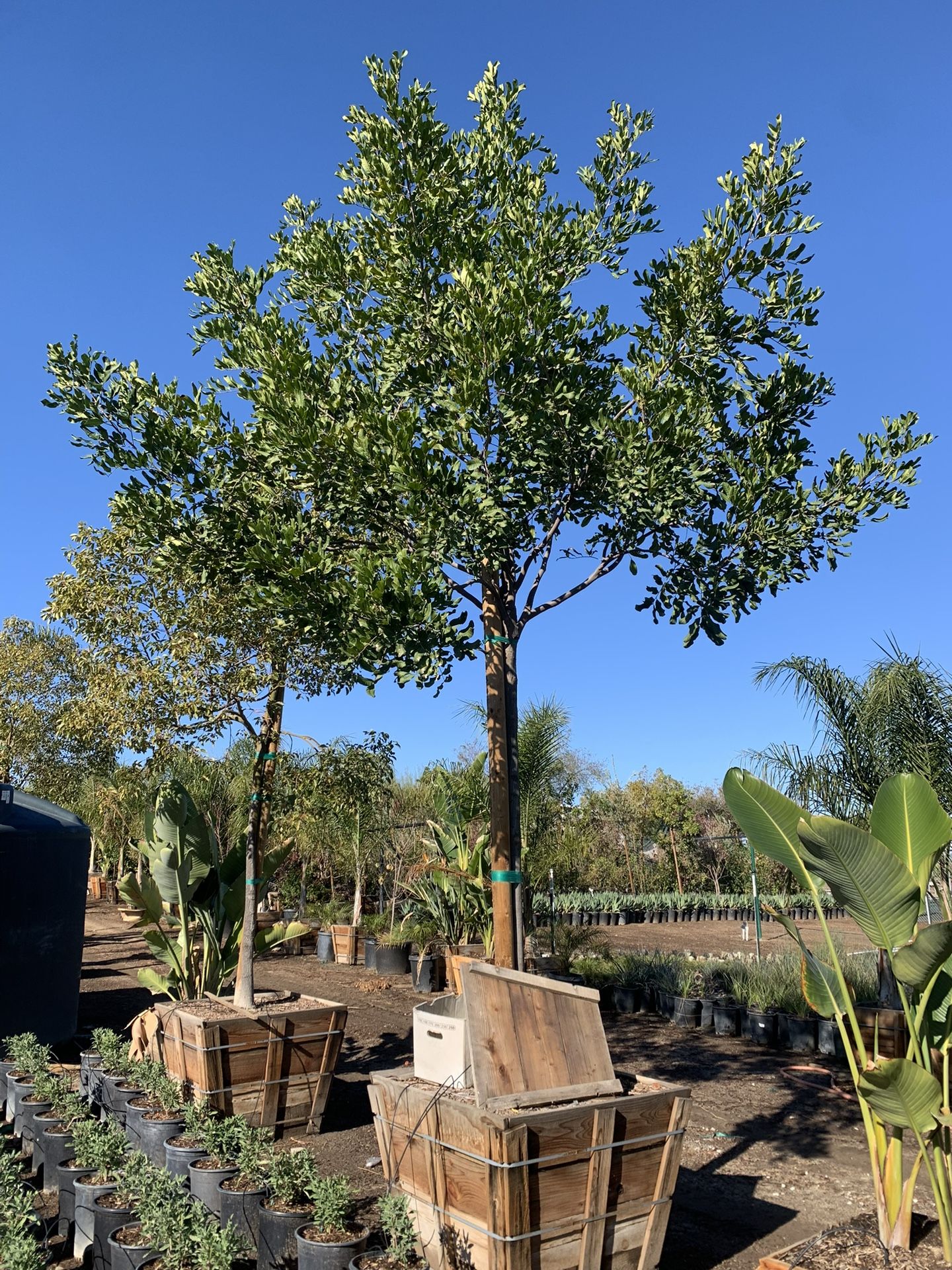 Cupaniopsis anacardioides, tuckeroo, carrotwood tree, shade tree 36”box 