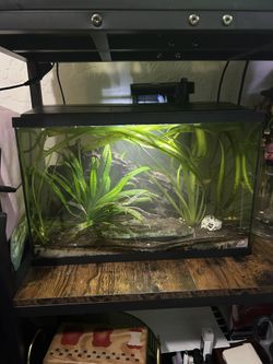 5 gal