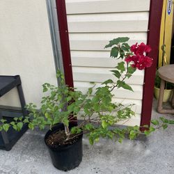 Flowering Bougainvillea Plant - Info Below 🔻