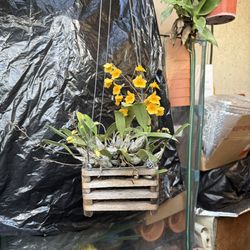 Dendrobium Aggregatum Orchid Flowers Pot