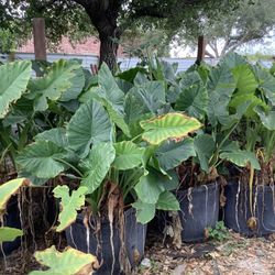 Elephant Ear Plants 30gallon @956@292@8442