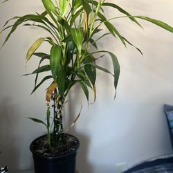 Plant For Sale