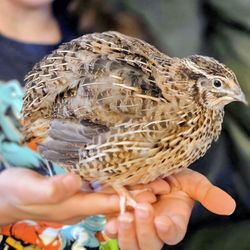 Organic Jumbo Jmf browns, Myshire farms whites, and Texas a&m Coternix Quail Eggs