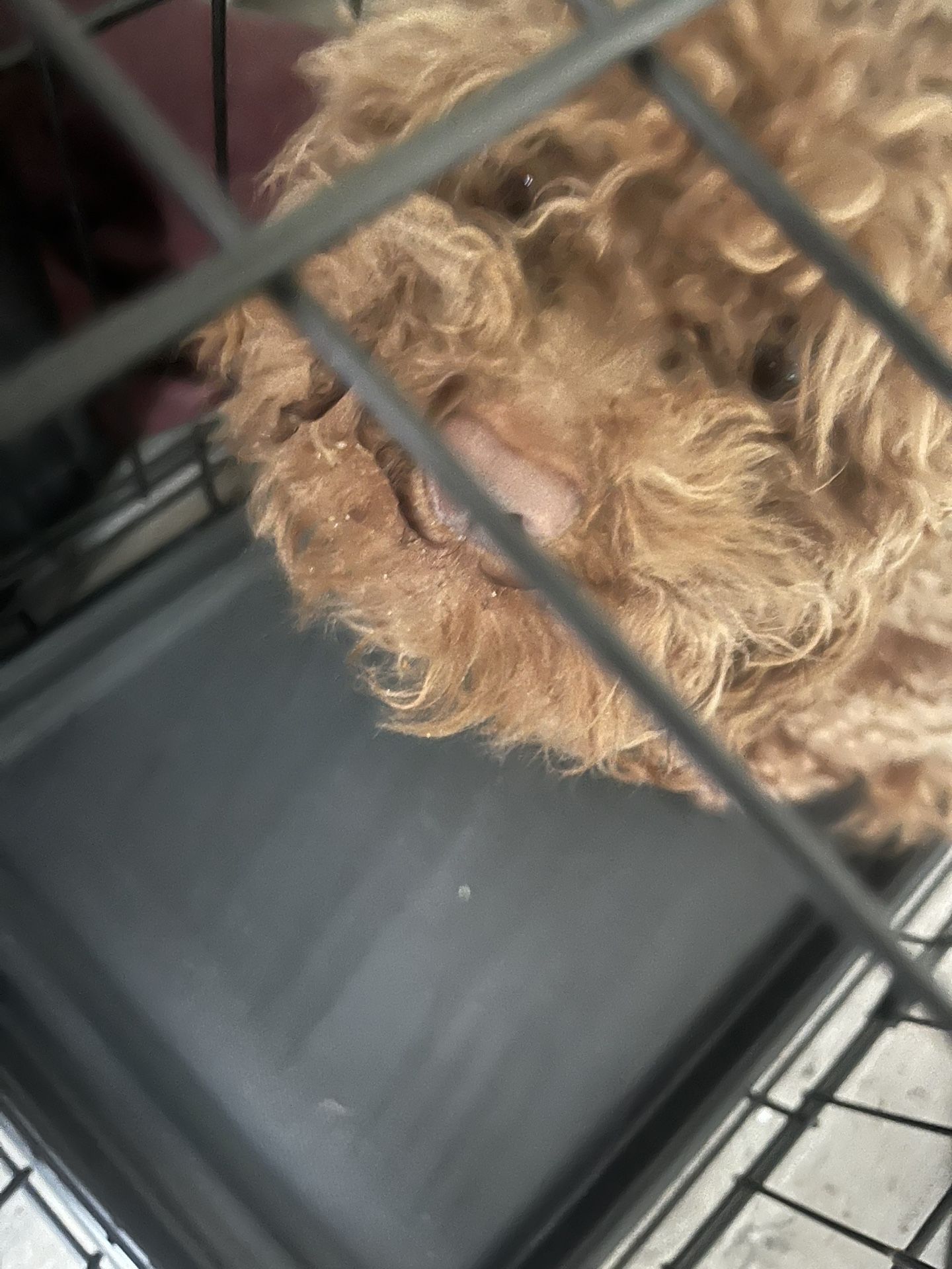 P O O D L E  P U P P I E
