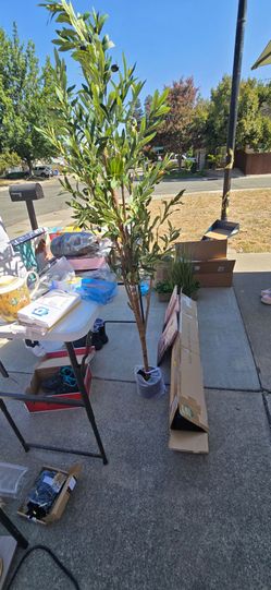 Olive tree