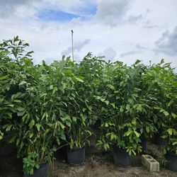 fishtail  palms all sizes available 