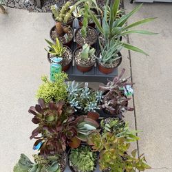 A Variety Of Succulent Plants