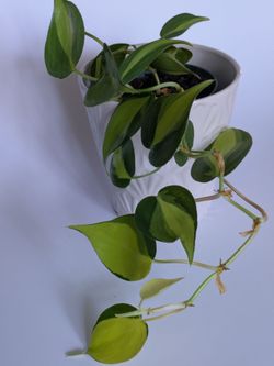 Various starter plants