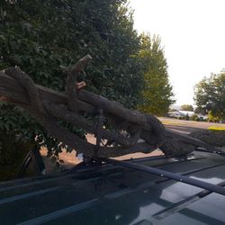 Landscape Uncommon Oak Root Took Off Up Into Tree 