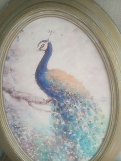 Oval Peacock Canvas