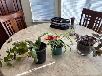 Beautiful plants