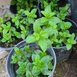 Mint Plant