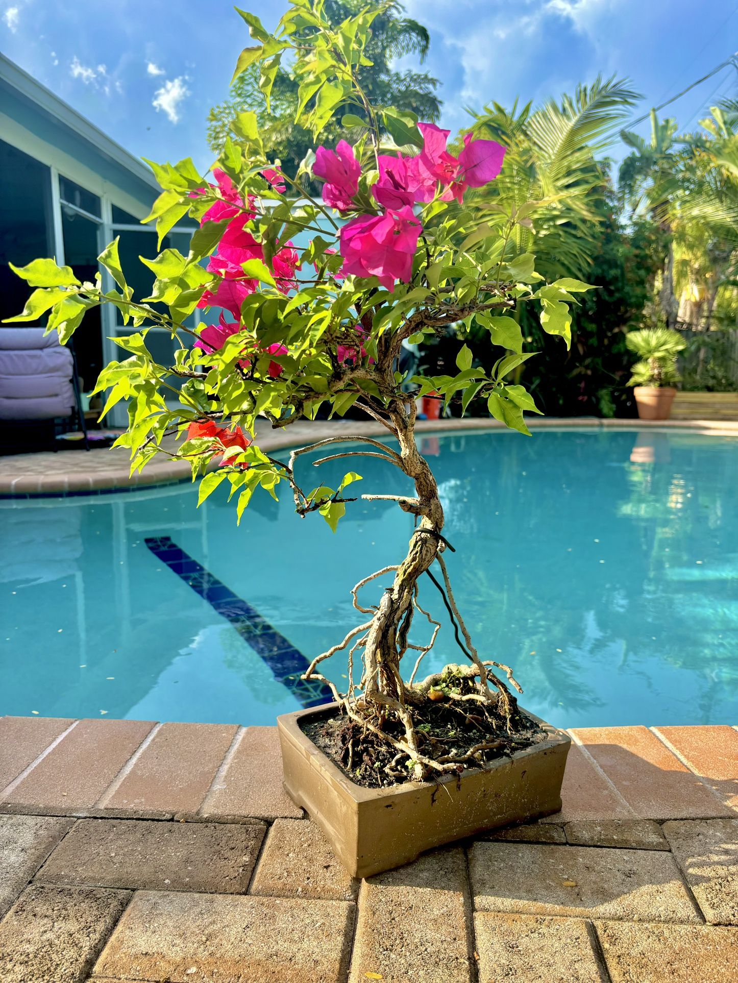 Pink / Orange Bougainvillea Bonsai Tree
