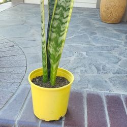 Snake Plant