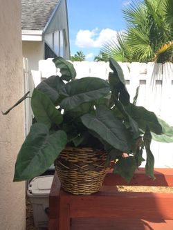 Fake plant w/ basket 3 of them