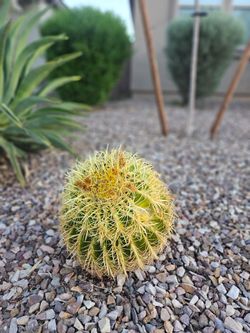 Free Barrel Cactus