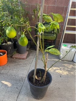 Pomelo ( grapefruit)