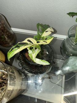 Variegated Monstera Adansonii 