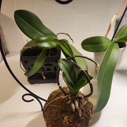 Plants And Pots 3 Orchids