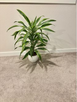 Dracaena plant