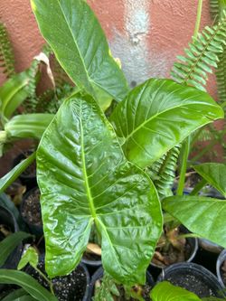 Planta grande