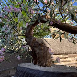 Bonsai (Glass Decorative Plant) 