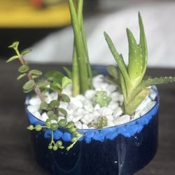 succulents Teal Blue / Navy Blue