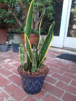 Snake plant (Mother-in-law plant)