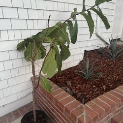 Fiddle leaf Fig Tree