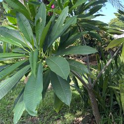 Plumeria Frangipani Tree 18 Ft
