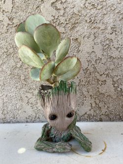 GROOT with Silver Dollar Jade