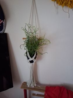 Plant
