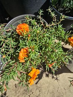 Portulaca Plants Moss rose