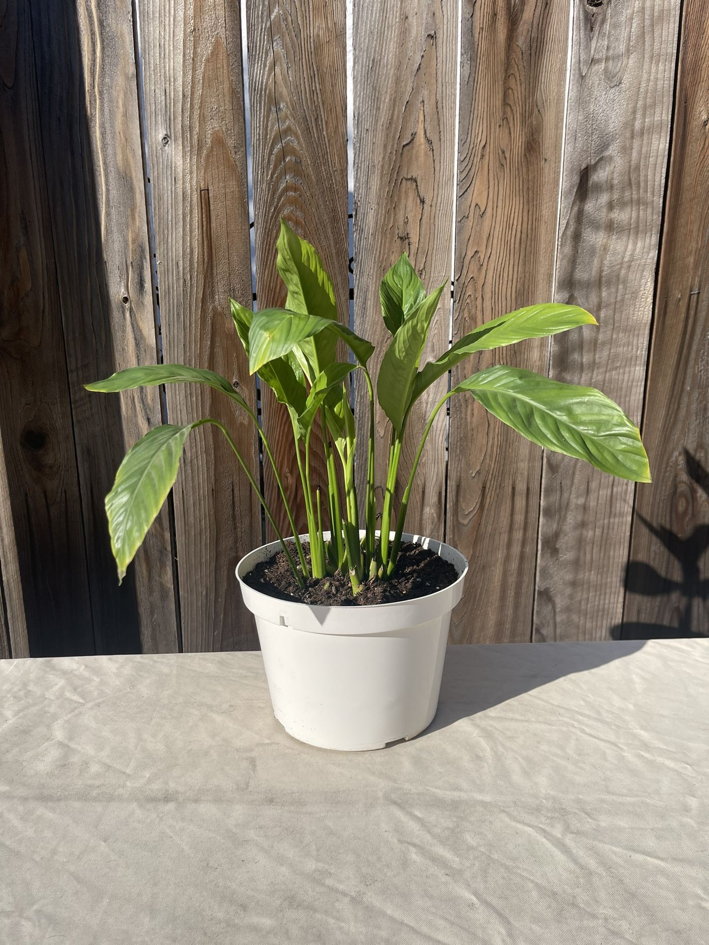 Peace Lilly