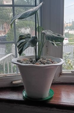 Monstera Thai constallation