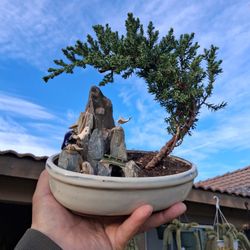 Juniper BONSAI Tree $48