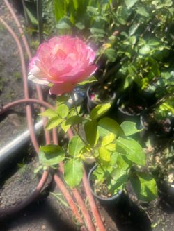Plant: Rose