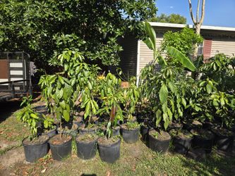 avocado tree