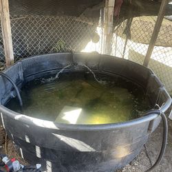 Stock Pond/ Fish Tank 