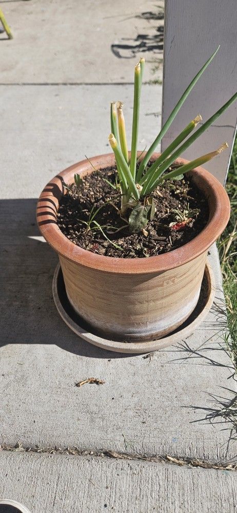 Green Onion Plant With Pot