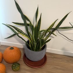 Large Snake Plant 