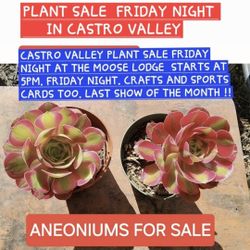PLANT AND SUCCULENTS FOR SALE ON FRIDAY NIGHT IN CASTRO VALLEY STARTS AT 5PM. MOOSE LODGE