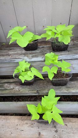Potato ivy vine fullsun or partsun 2 each