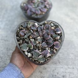 Strings Of Hearts 💕 