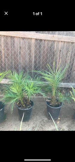 Pigmy palms phoenix Roebelenii $50.00  each Firm  Only 3Available 