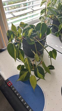 Variegated Philodendron