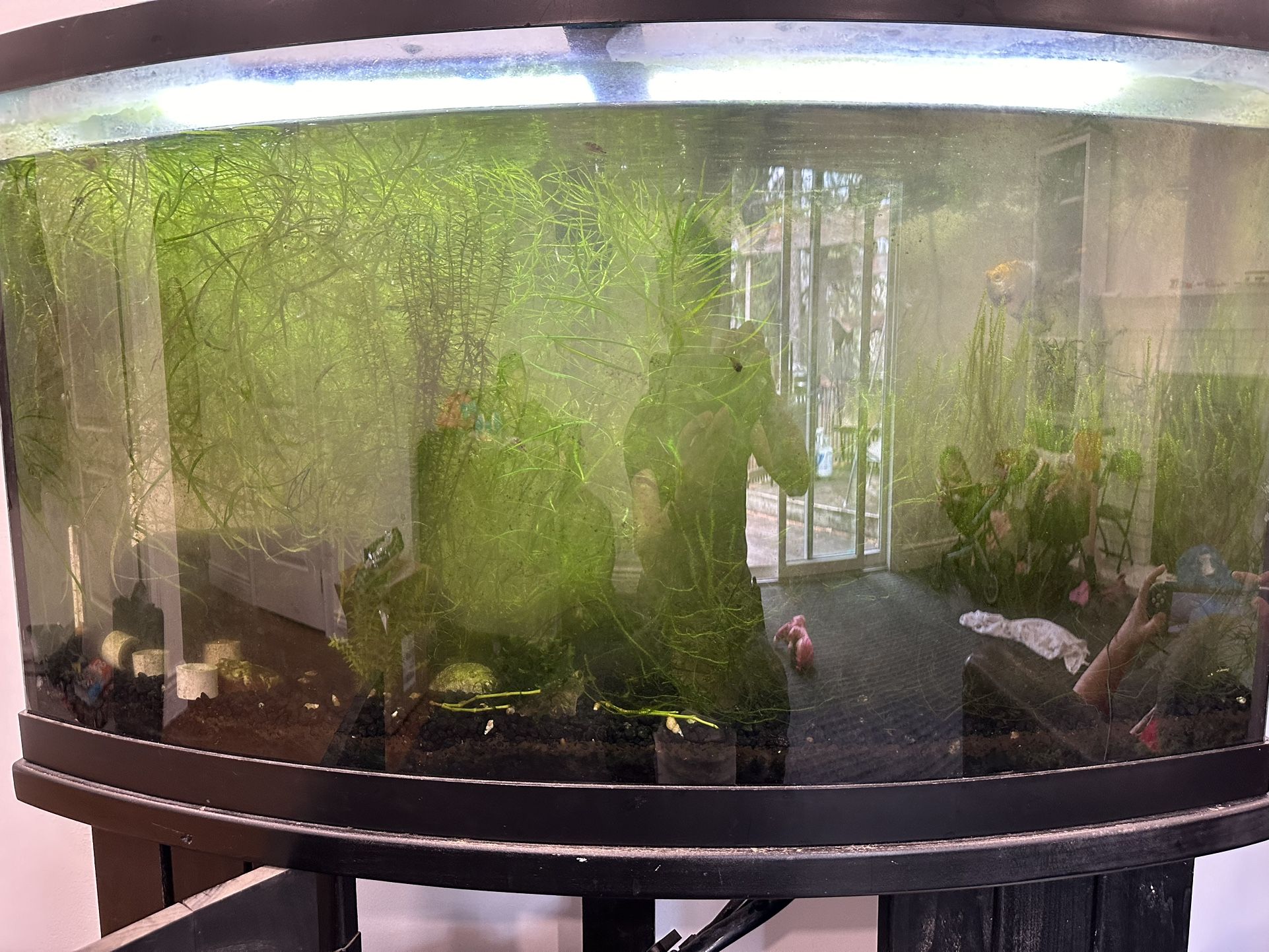 Bow front fish tank, Cascade 1000 canister filter, live plants