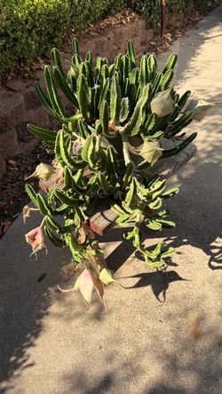 Blooming Zulu Giant  S.W.Arl