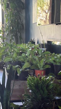 Plant sale