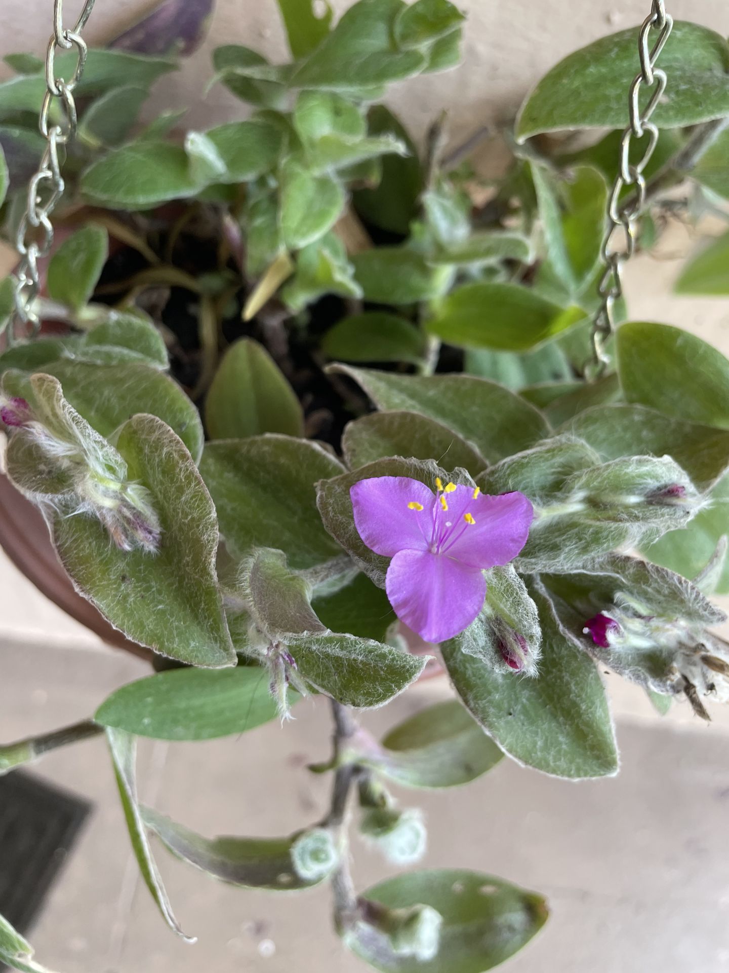 Tradescantia Sillamontana Matuda Hanging Plant